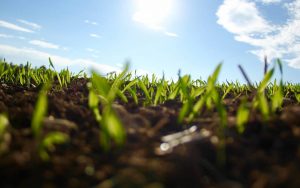growth shoots pexels 1280 business